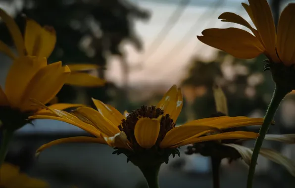 Цветы, Вечер, Город, Bokeh