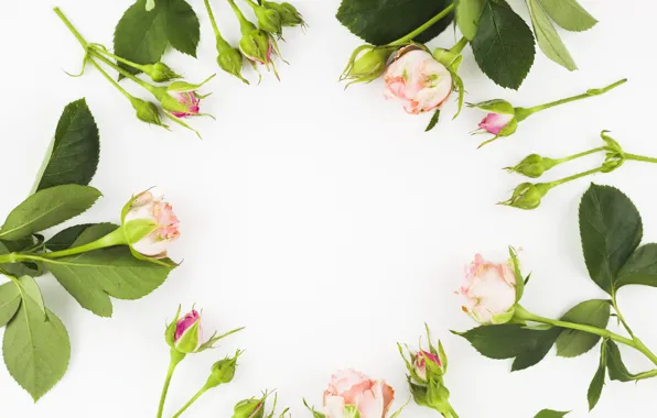 Белый, цветы, фон, розы, Rose, декор, buds, бутоны роз