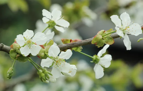 White, flowers, twig