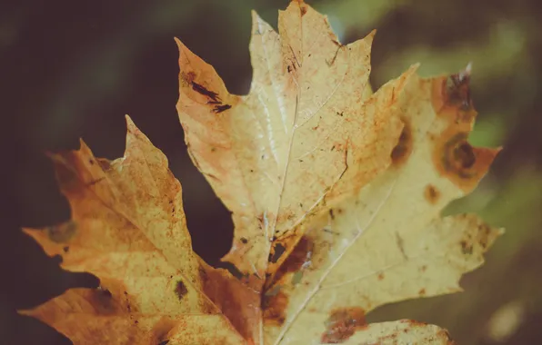 Осень, лист, клен