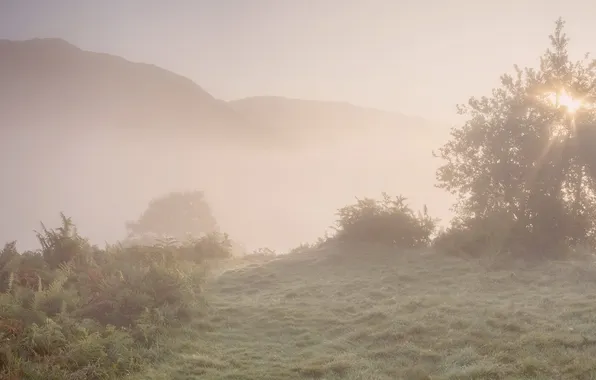 Поле, природа, туман, утро