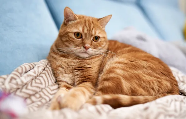 Картинка кошка, кот, взгляд, поза, диван, лежит, рыжая, плед