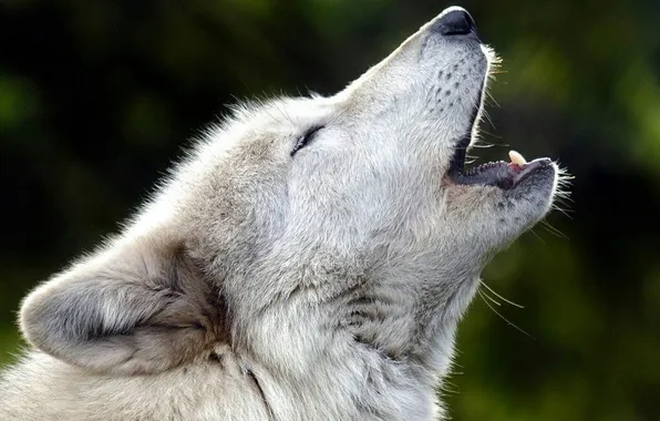 Картинка nature, predator, animal, wolf, wildlife, portrait, portrait., Canis lupus. face
