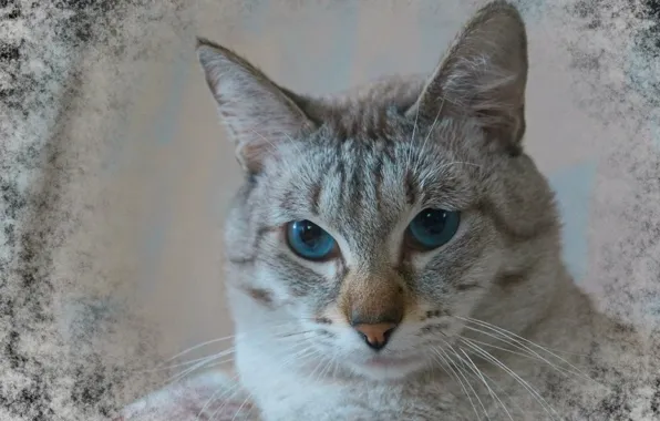 Глаза, кот, окрас, тайский, тебби поинт