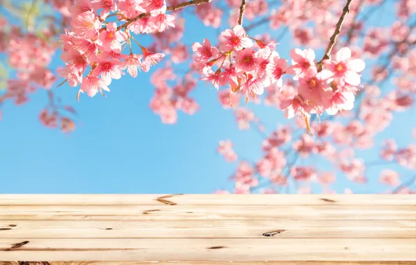 Картинка небо, ветки, весна, сакура, цветение, wood, pink, blossom