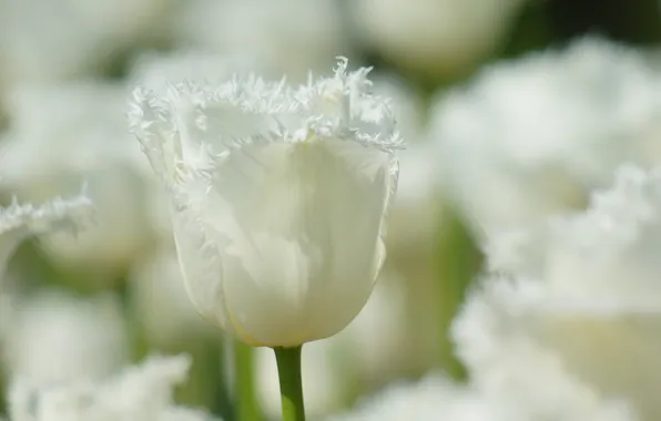 Весна, тюльпаны, белые, махровые