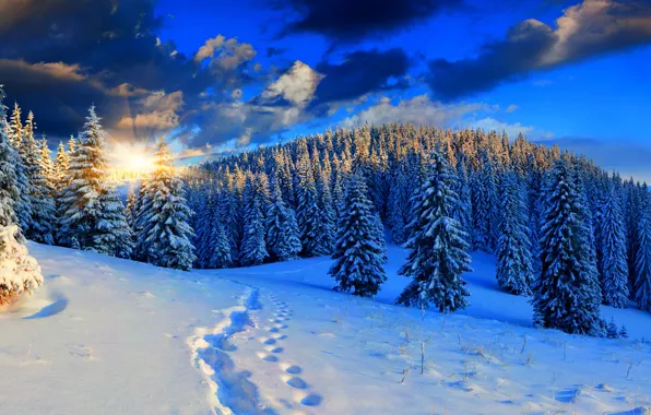 Зима, небо, снег, пейзаж, природа, white, forest, road
