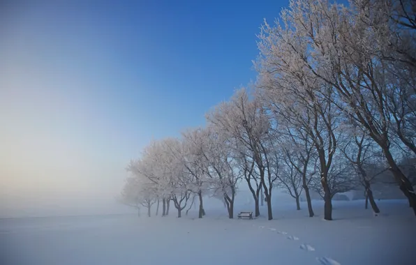 Картинка зима, снег, деревья, следы, туман, лавочка