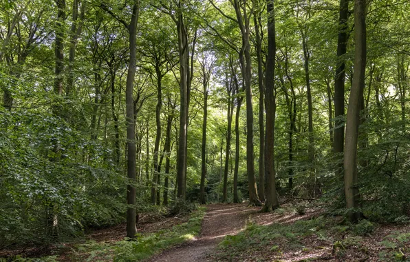 Картинка лес, Англия, тропинка, деоевья, Bradenham