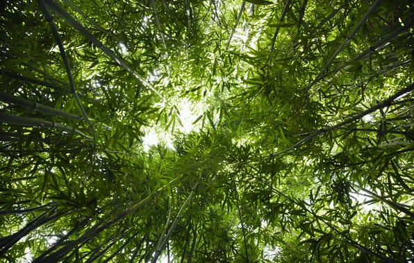 Картинка бамбук, Лес, вид снизу