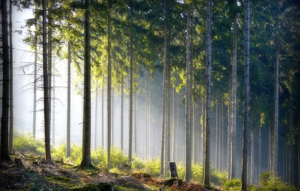Картинка лес, природа, стволы