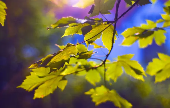 Листья, свет, ветки, природа, light, nature, leaves, боке