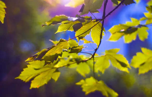 Картинка листья, свет, ветки, природа, light, nature, leaves, боке