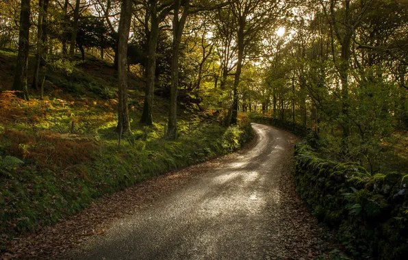 Дорога, лес, природа