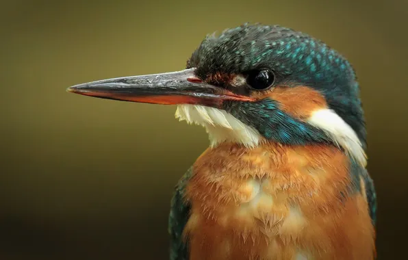 Картинка птица, kingfisher, alcedo atthis, обыкновенный зимородок