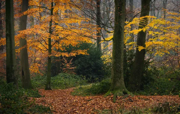 Картинка осень, лес, деревья, Германия, опавшая листва