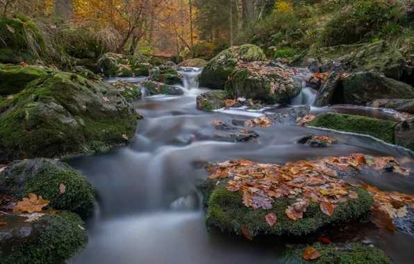 Картинка осень, лес, листья, река, камни, мох, Бельгия, Belgium