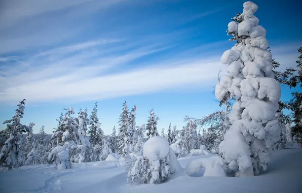 Зима, лес, снег, деревья, Финляндия, Finland, Lapland, Лапландия