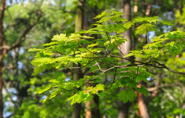 Green, spring, leaf, plant, twig