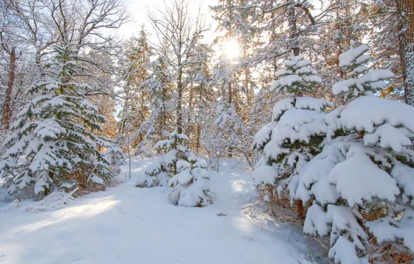 Картинка зима, лес, снег, деревья, елка, ель