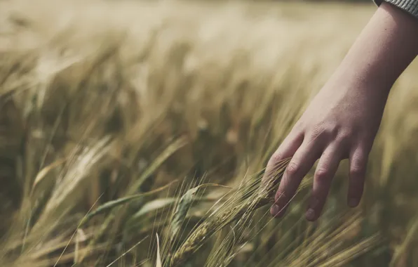 Пшеница, поле, трава, девушка, настроение, рука, руки, колоски