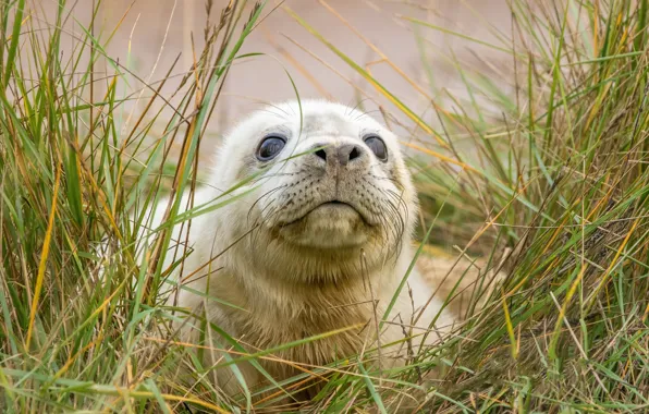 Summer, grass, seal, nature, water, outdoors, seal pup