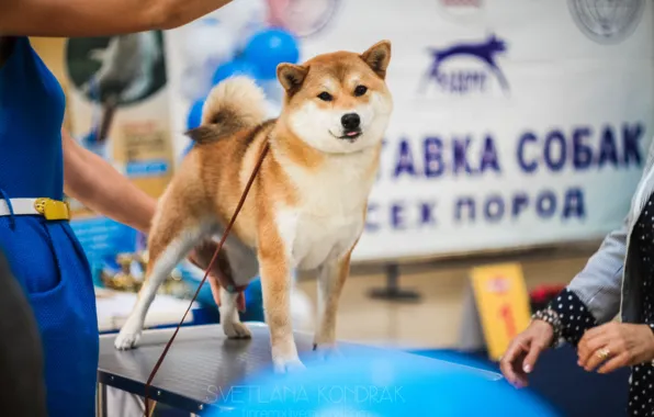 Собака, рыжий, выставка, dog, сиба-ину, выставка собак, shiba inu