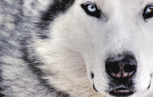 Белый, волк, собака