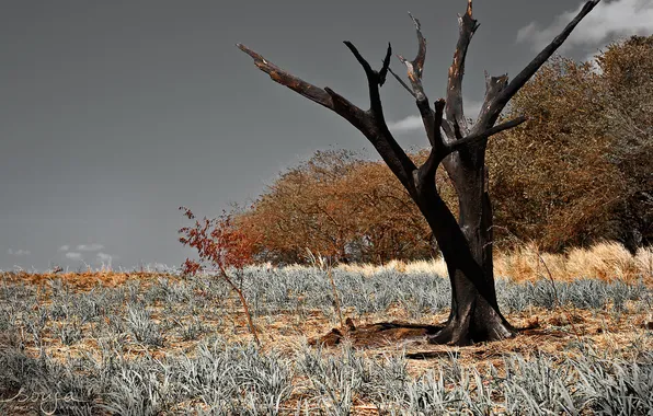 Поле, деревья, пейзаж, природа