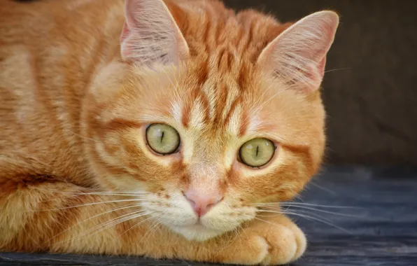 Картинка кот, взгляд, рыжий, мордочка, котейка