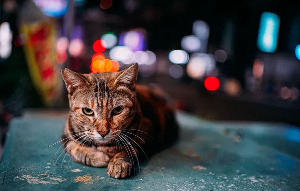 Кот, лежит, смотрит