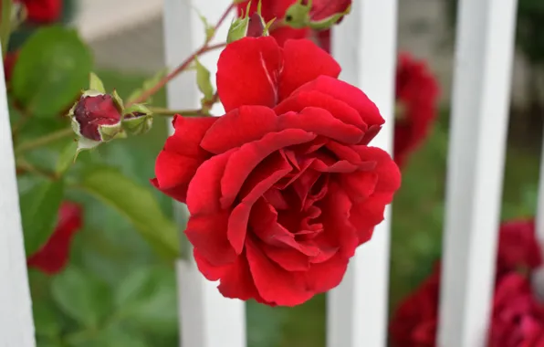 Боке, Red rose, Красная роза