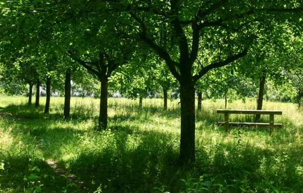 Картинка Трава, Тропинка, Деревья, Nature, Grass, Trees