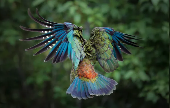 Картинка birds, animal, wildlife, parrot kea