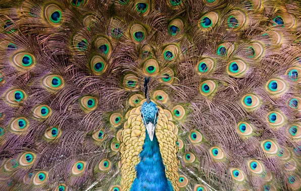 Перья, Птица, хвост, Павлин