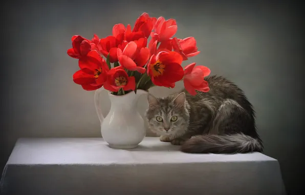 Картинка кошка, кот, взгляд, цветы, поза, стол, животное, тюльпаны