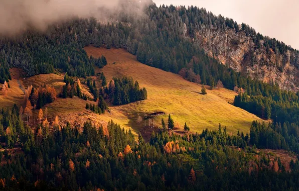 Germany, Tyrol, Suvad Hamzić