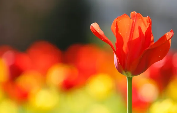 Картинка цветок, природа, тюльпан