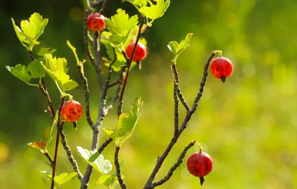 Fruit, twig, gooseberry