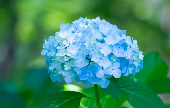 Лепестки, blue, цветки, flowers, голубая, гортензия, petals, splendor