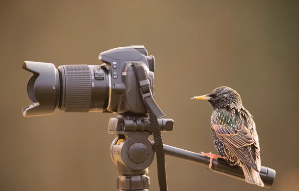 Картинка птица, фотоаппарат, грач