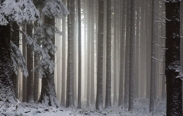 Картинка осень, лес, снег