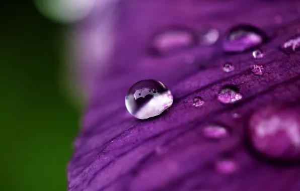 Картинка фиолетовый, вода, макро, цветы, роса, фон, widescreen, обои