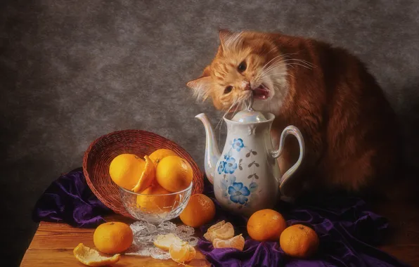 Кошка, кот, взгляд, морда, поза, темный фон, стол, еда