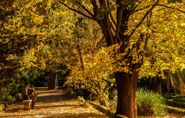 Картинка осень, деревья, природа, парк, человек, Nature, аллея, листопад