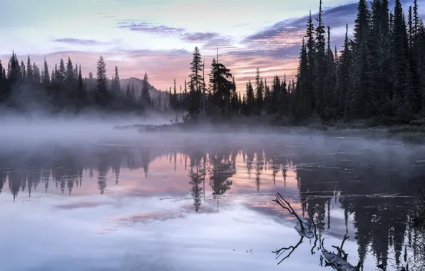 Картинка деревья, пейзаж, природа, туман, озеро, утро, США, Olympic