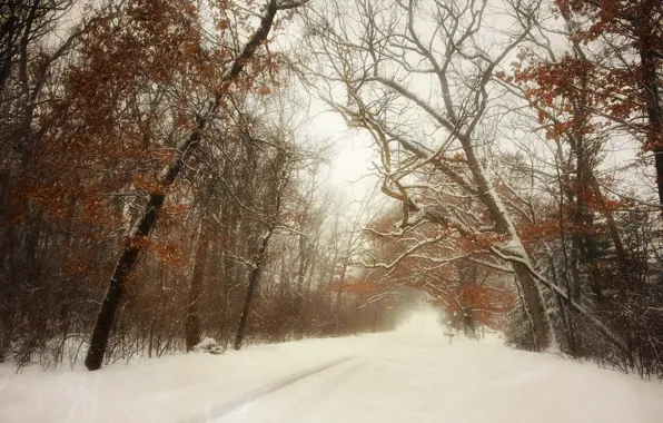 Зима, дорога, снег, пейзаж