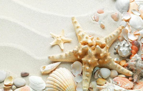 Картинка песок, море, пляж, лето, природа, океан, звезда, ракушки