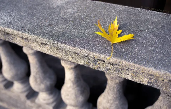 Осень, листья, природа