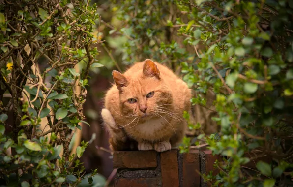 Картинка кот, взгляд, деревья, забор, рыжий, кустарник